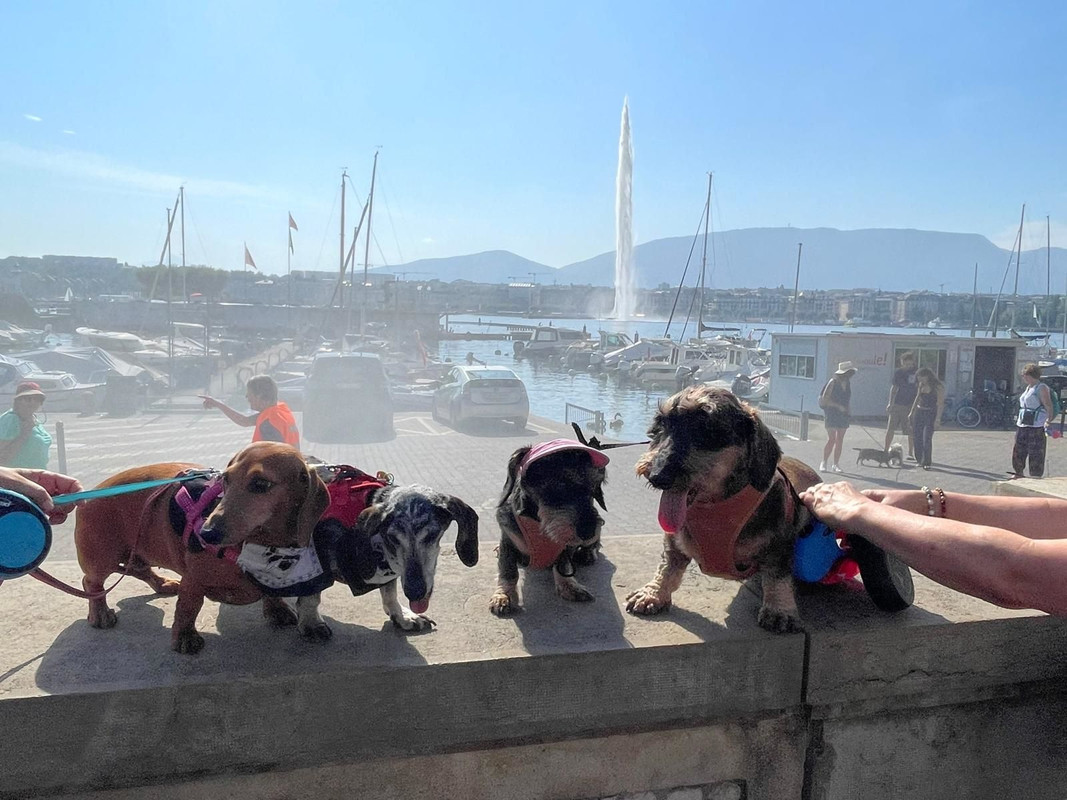 [Image: loulous-au-bord-du-lac.jpg]