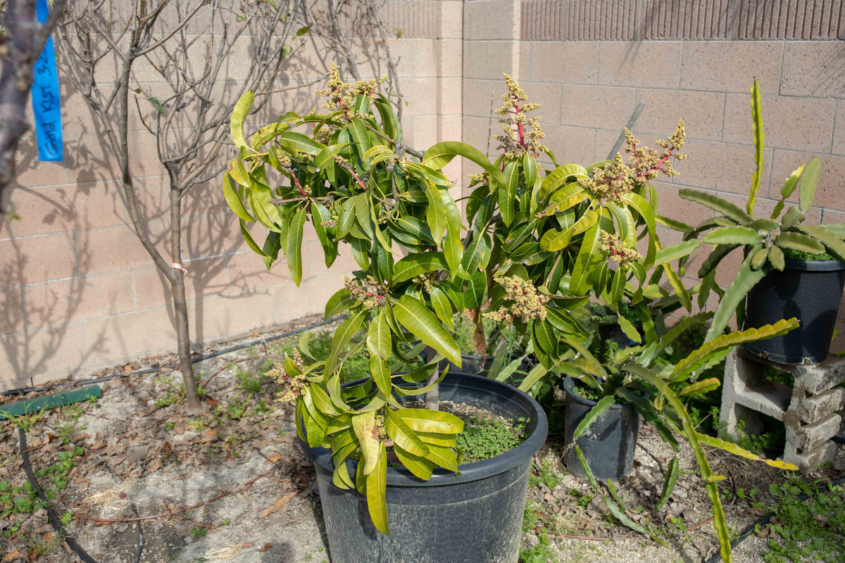 Dot Mango Tree Blooming - Turpentine (3-29-2019)