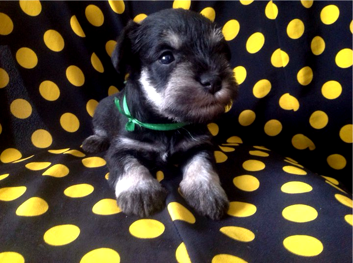 photoeditorsdk-export (4)