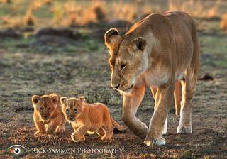 Capturing the Wild Safari Photography