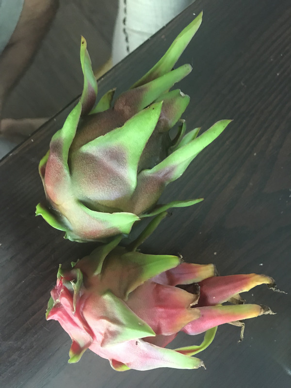 DragonFruitPeruAB62019