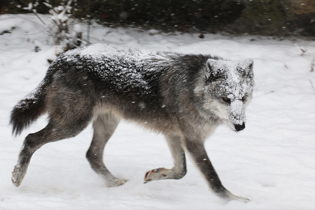gray-wolf-stock-41-running-in-snowstorm-by-hotnstock-davarr0-fullview-jpg-token-ey-J0e-XAi-Oi-JKV1-Qi-LCJ.jpg