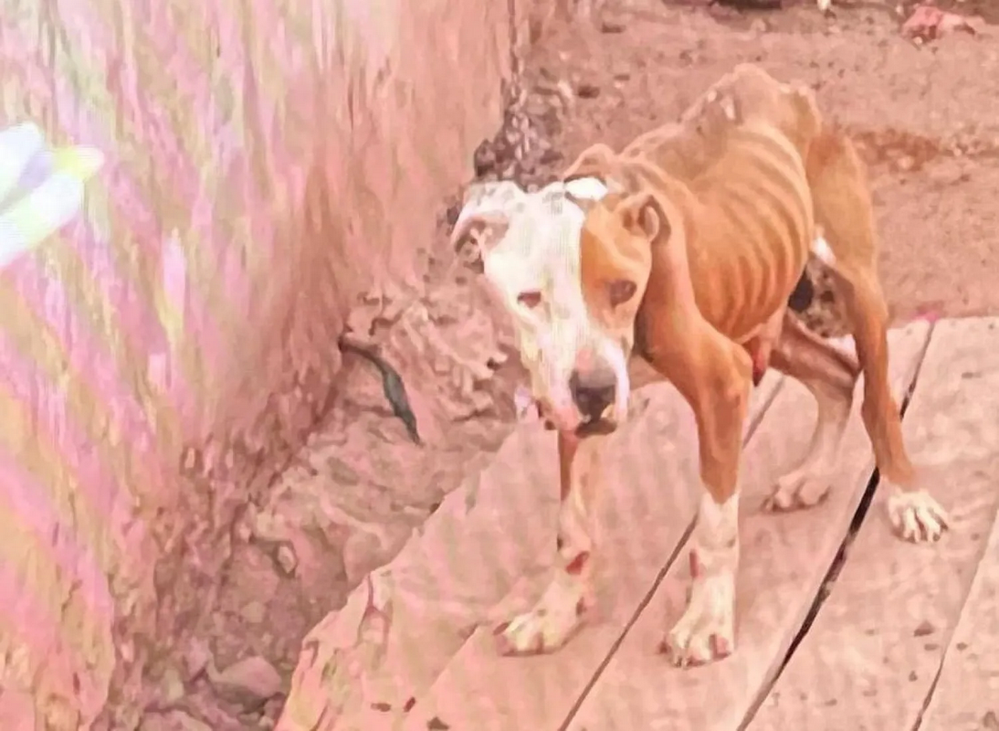 Rescatan a perrito Bayron; agentes lo hallaron en los huesos