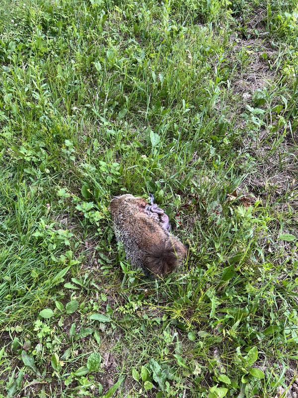 IMG 1266