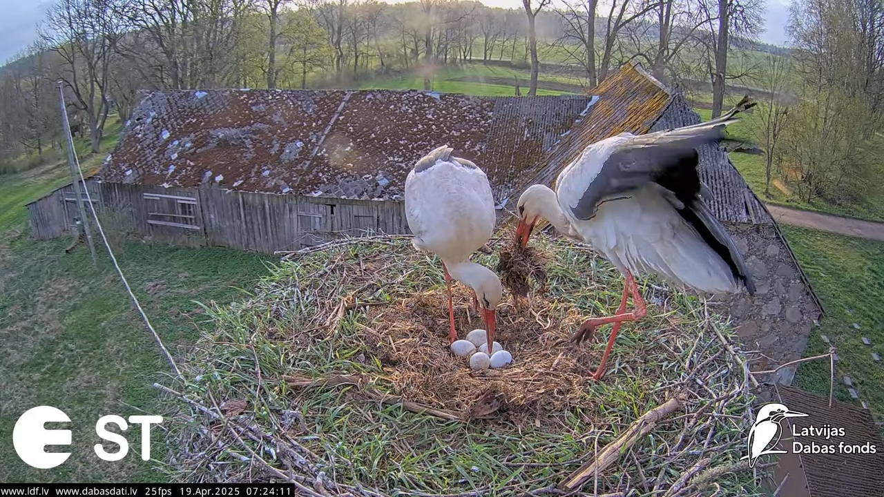 (34) Baltie stārķi (Ciconia ciconia) Tukuma novadā __ White storks in Tukums, Latvia - YouTube - 693