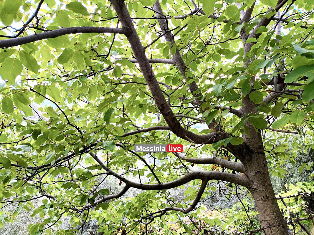 LADASIMG-20251012-131917