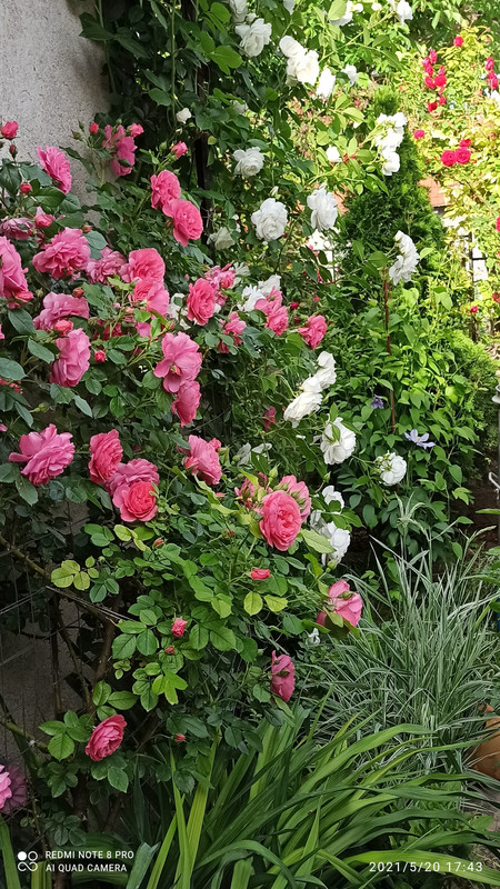 IMG_20210521_200634