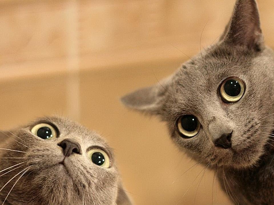 https://i.postimg.cc/rmg6LSW8/I-don-t-think.jpg