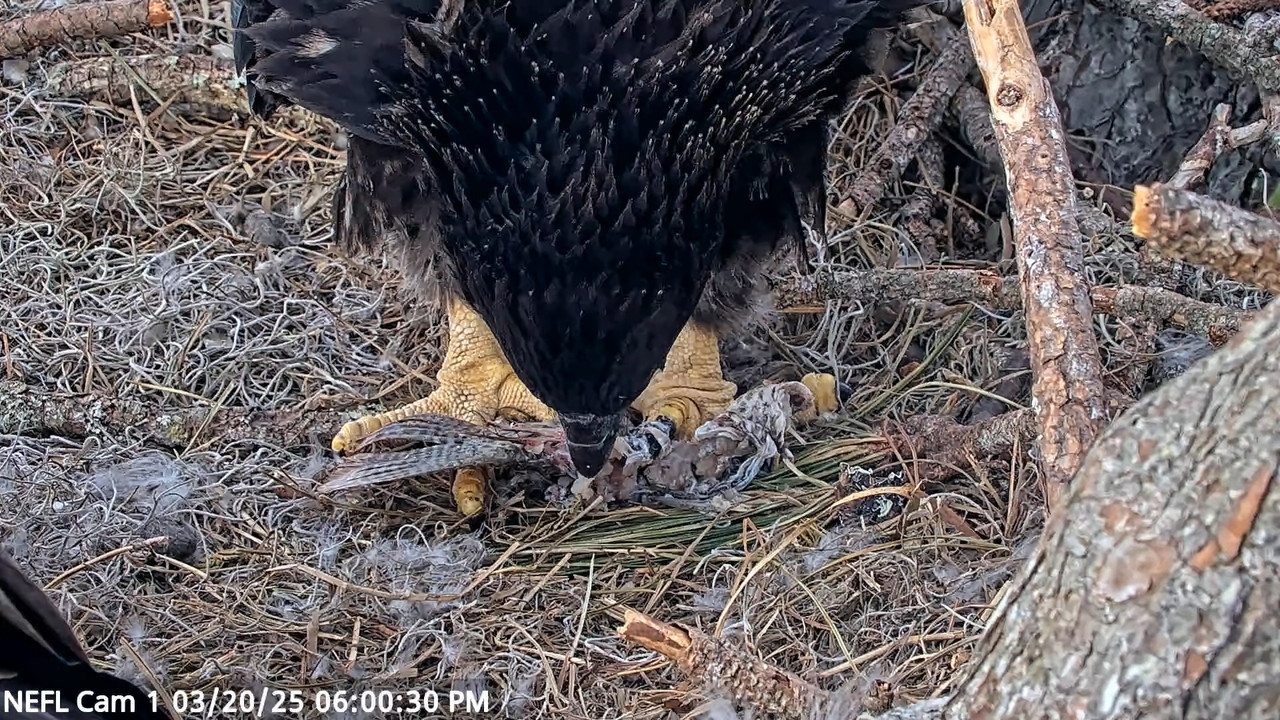 NEFL Cam 1 — tiešraidē Bald Eagle Cam 4-0-49 screenshot