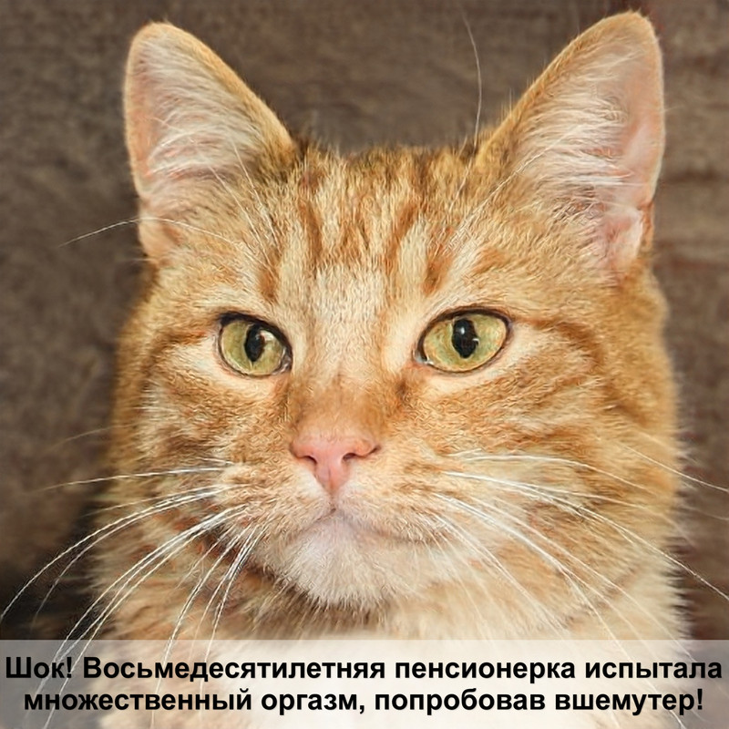 виды окраса шотландских кошек