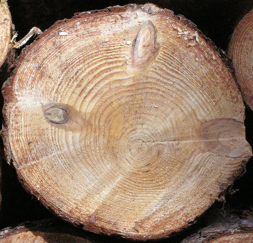 wood-texture-3dsmax (6)