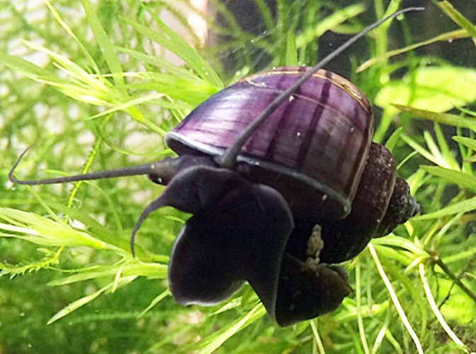 Black/Purple Mystery 3 or 5 or 10 Snails (Pomacea