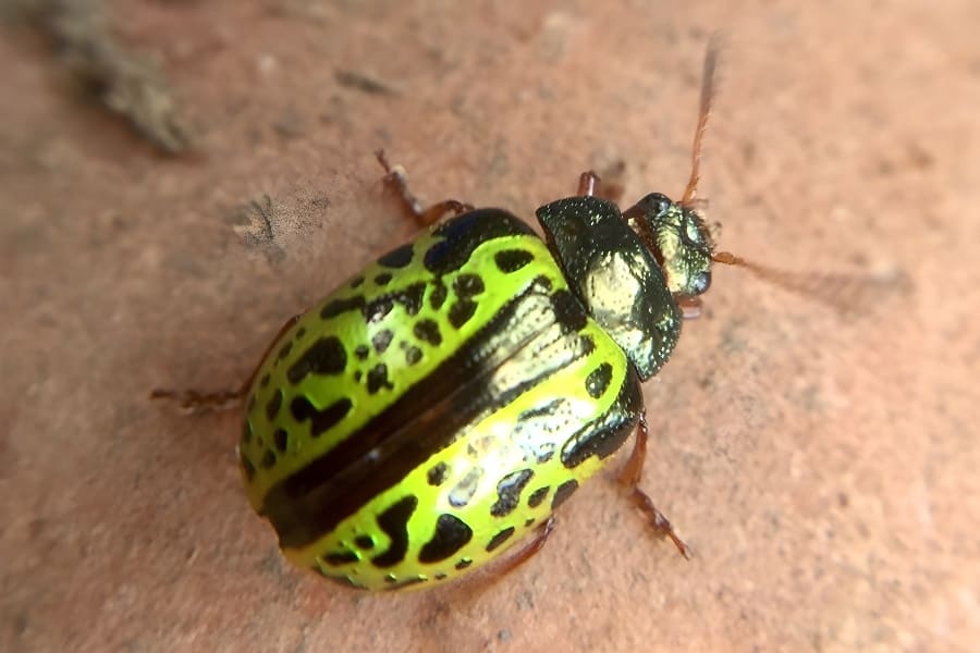 Calligrapha pantherina