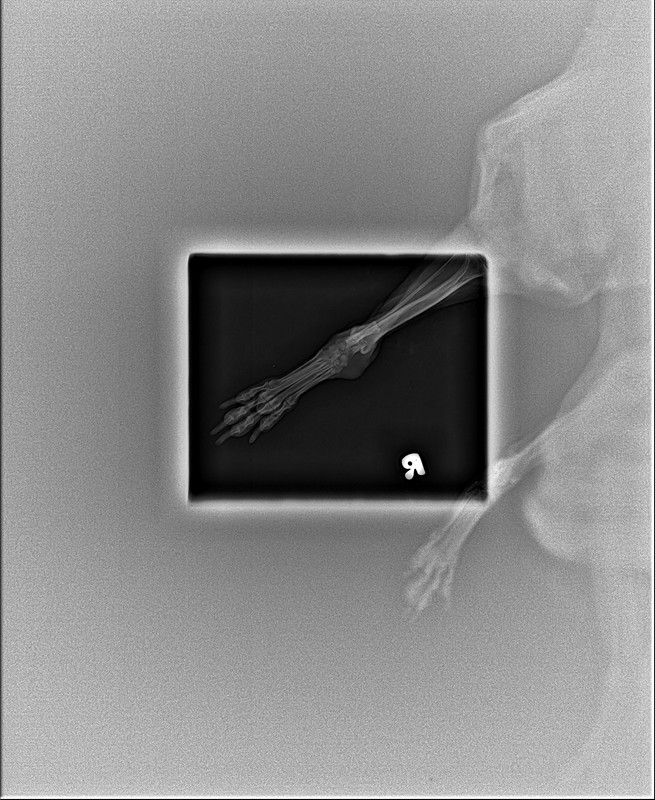 DX002098_4