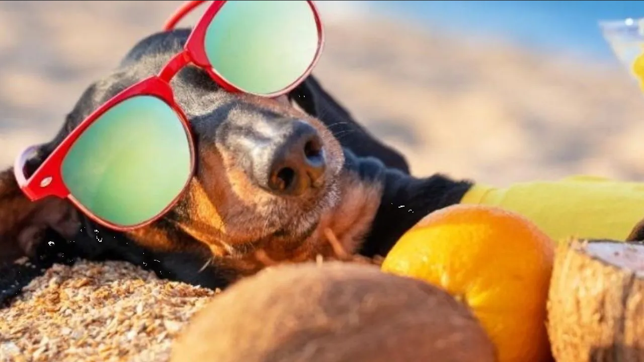 ¿Qué pasa si le doy agua de coco a mi perro?