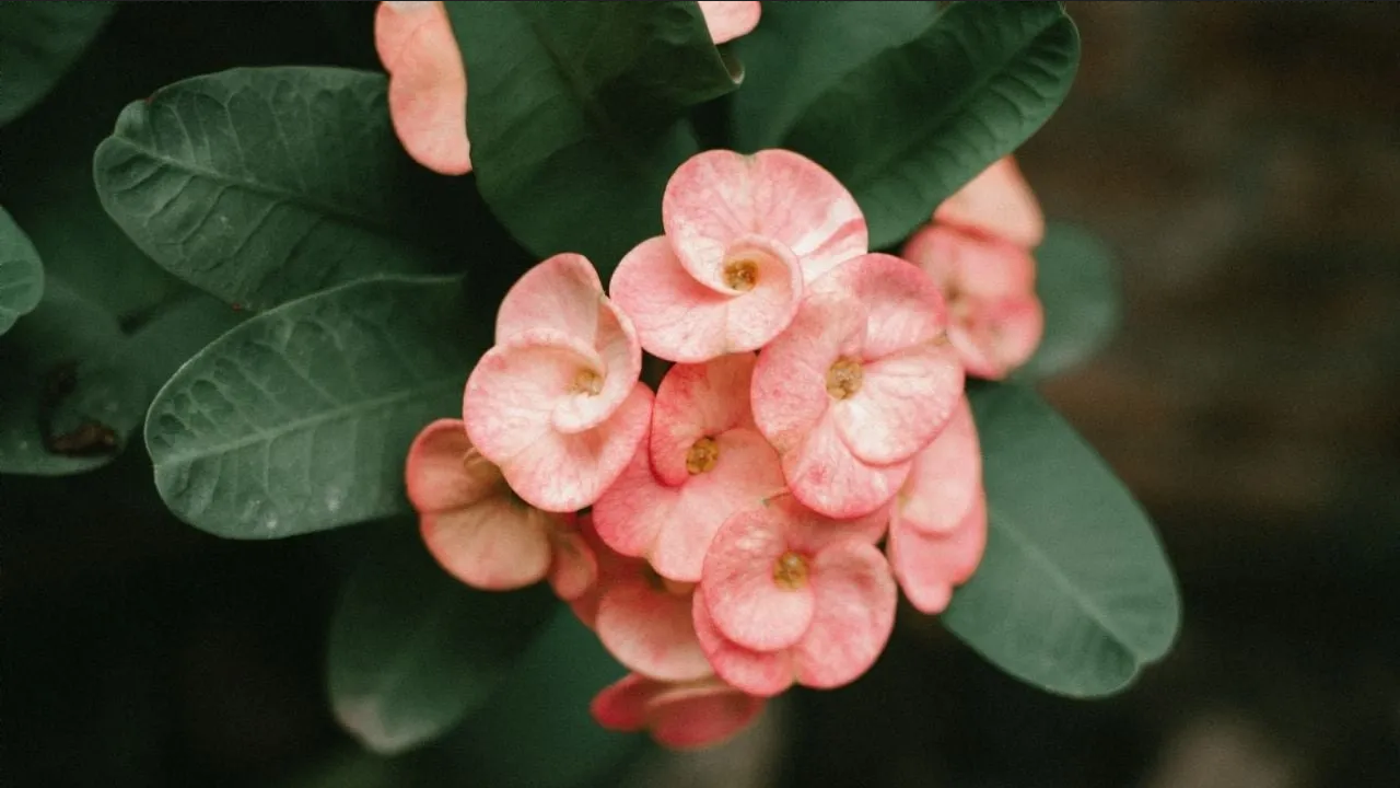 Revive tu Corona de Cristo con un ingrediente de cocina