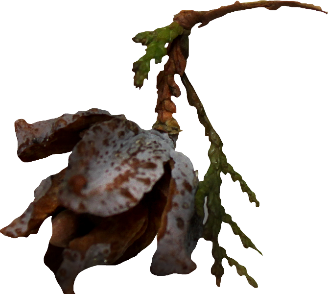 Autumn Witchery (134)