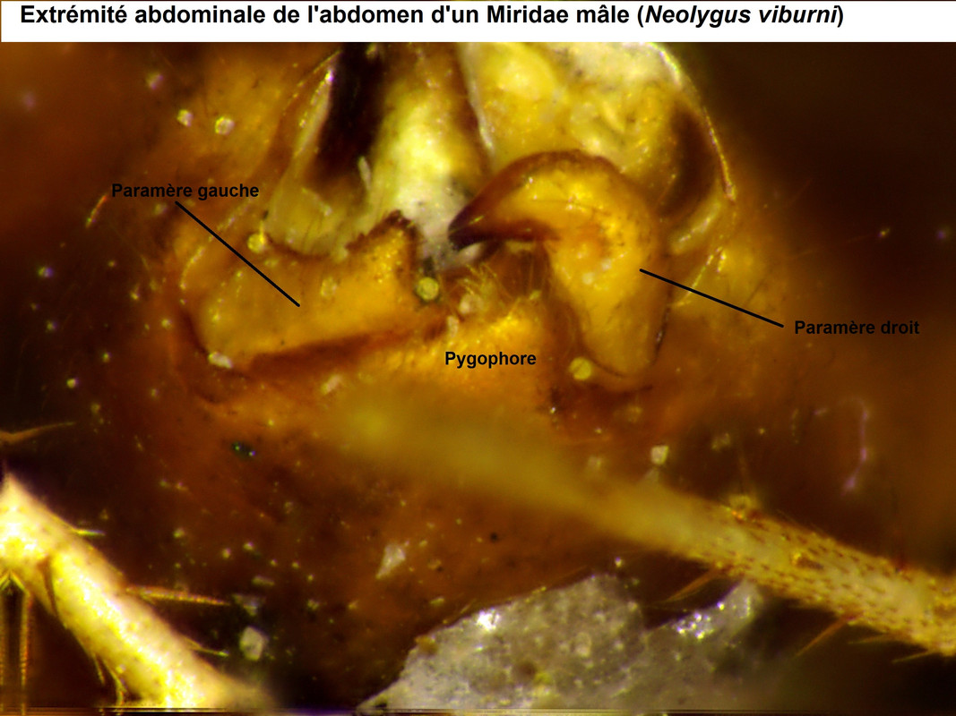Abdomen mâle Miridae (Neolygus viburni)