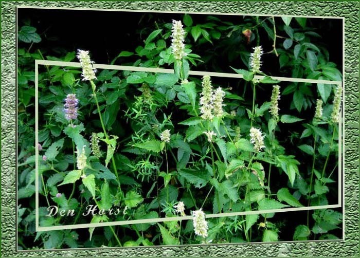 DROPPLANT-Agastache-foeniculum-Album