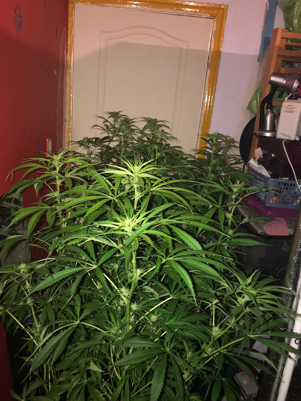 B179EB5B-13F0-4DF0-A723-FA0F5AE8A256