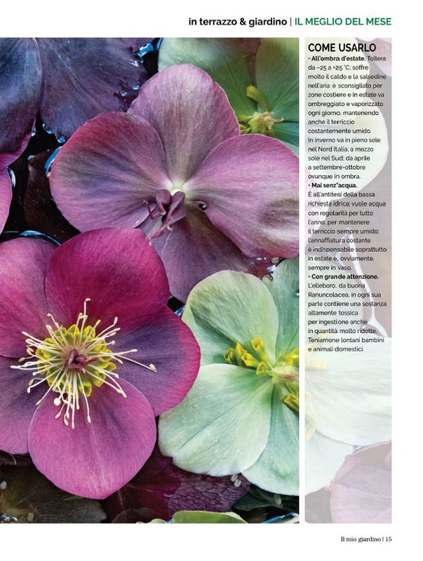 Il Mio Giar Dic 2022-Gen 2023 (2)