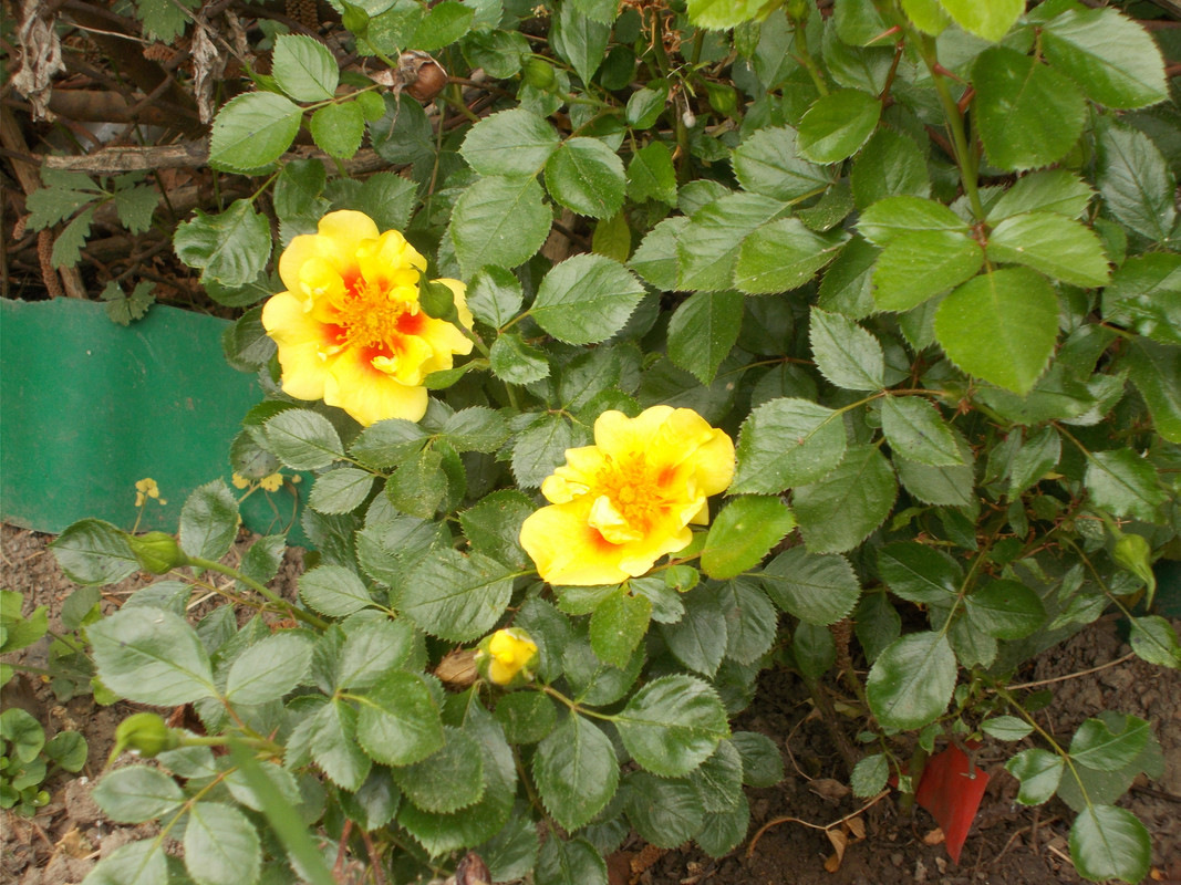 DSCN1938