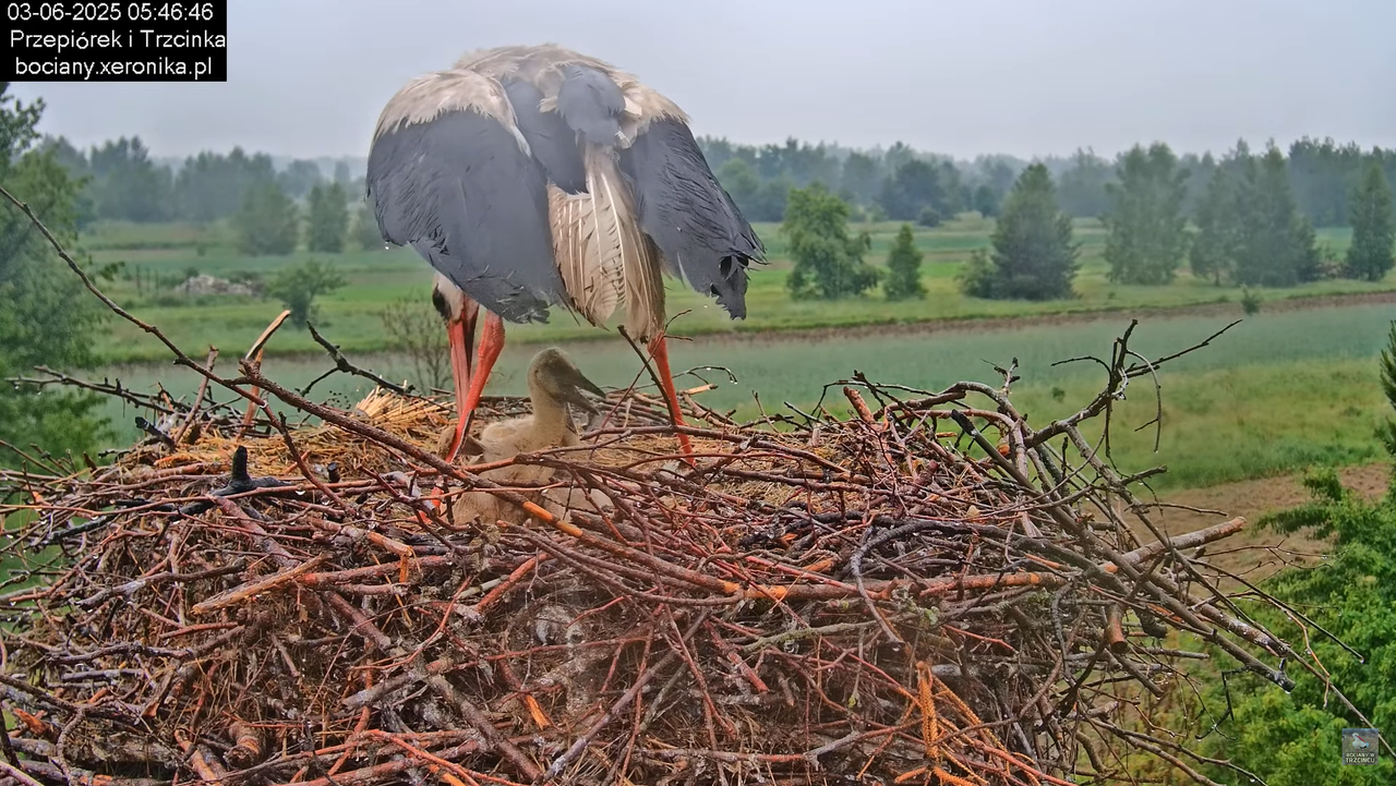 03062025bociany3