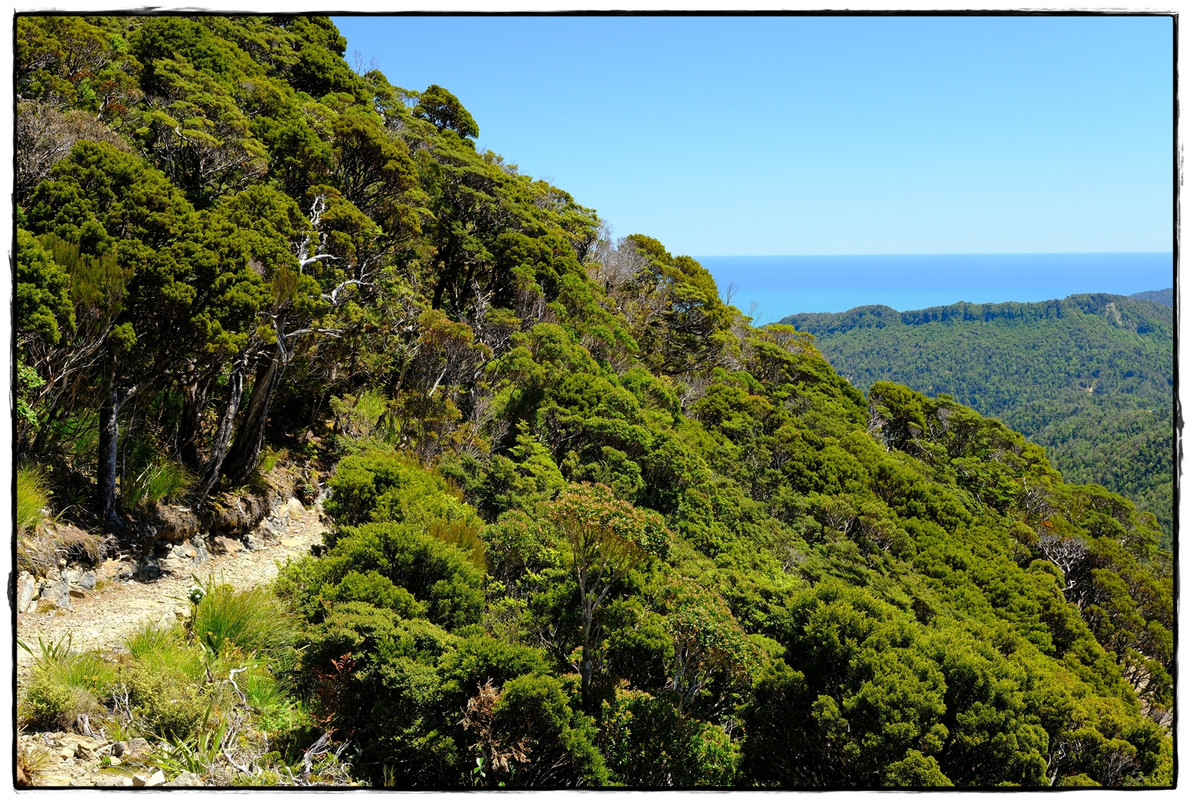 Paparoa NP: Paparoa Track (diciembre 2024) - Escapadas y rutas por la Nueva Zelanda menos conocida (34)