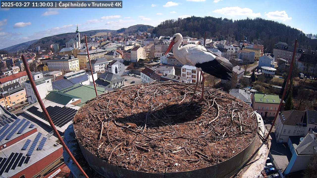 Živě z čapího hnízda na pivovarském komíně v Trutnově 15-16-25 screenshot