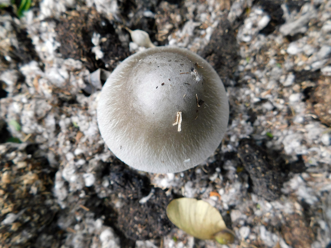 DSCN0452.jpg