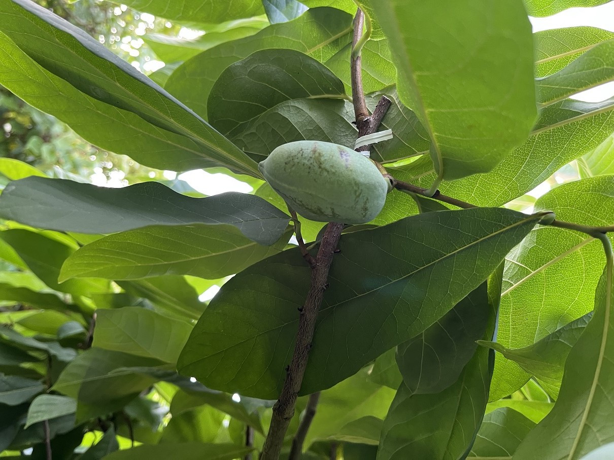 A triloba x Cherimoya Fruit