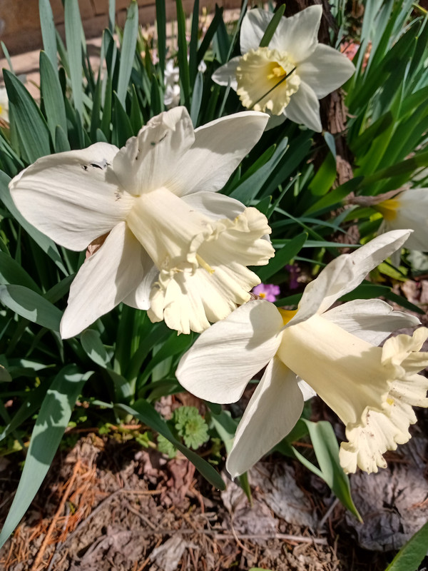 IMG_20200328_122258427_HDR