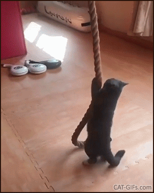 Amazing-Cat-GIF-Strong-cat-doing-rope-climb-without-legs-Woah-such-great-upper-body-strength.gif