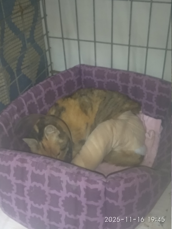 IMG 20251116 194524 HHT