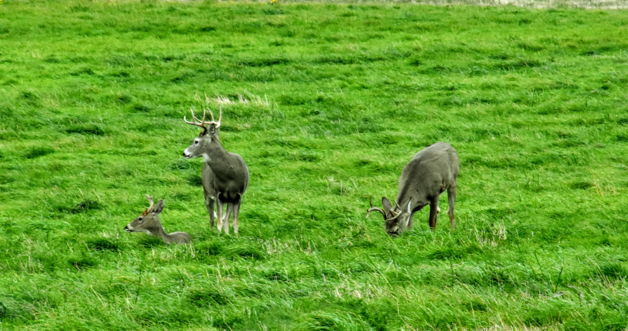 DSC_0034 (1)