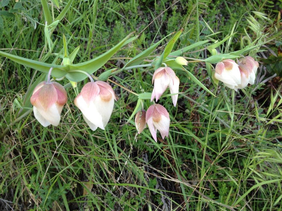 [Image: 5ADFFC71-5736-4077-AE22-6BE443B056FB.jpg]