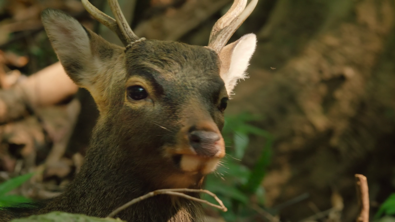 vlcsnap 2026 01 27 10h29m08s913