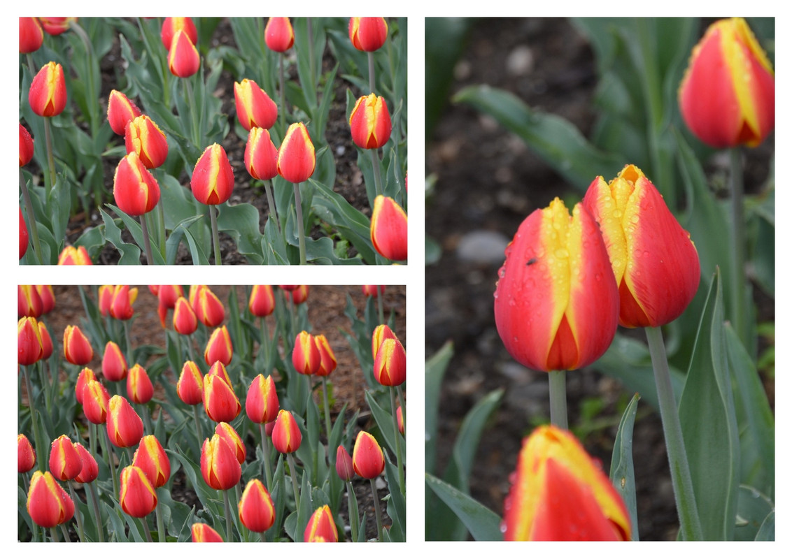 Новый коллаж.jpg 36