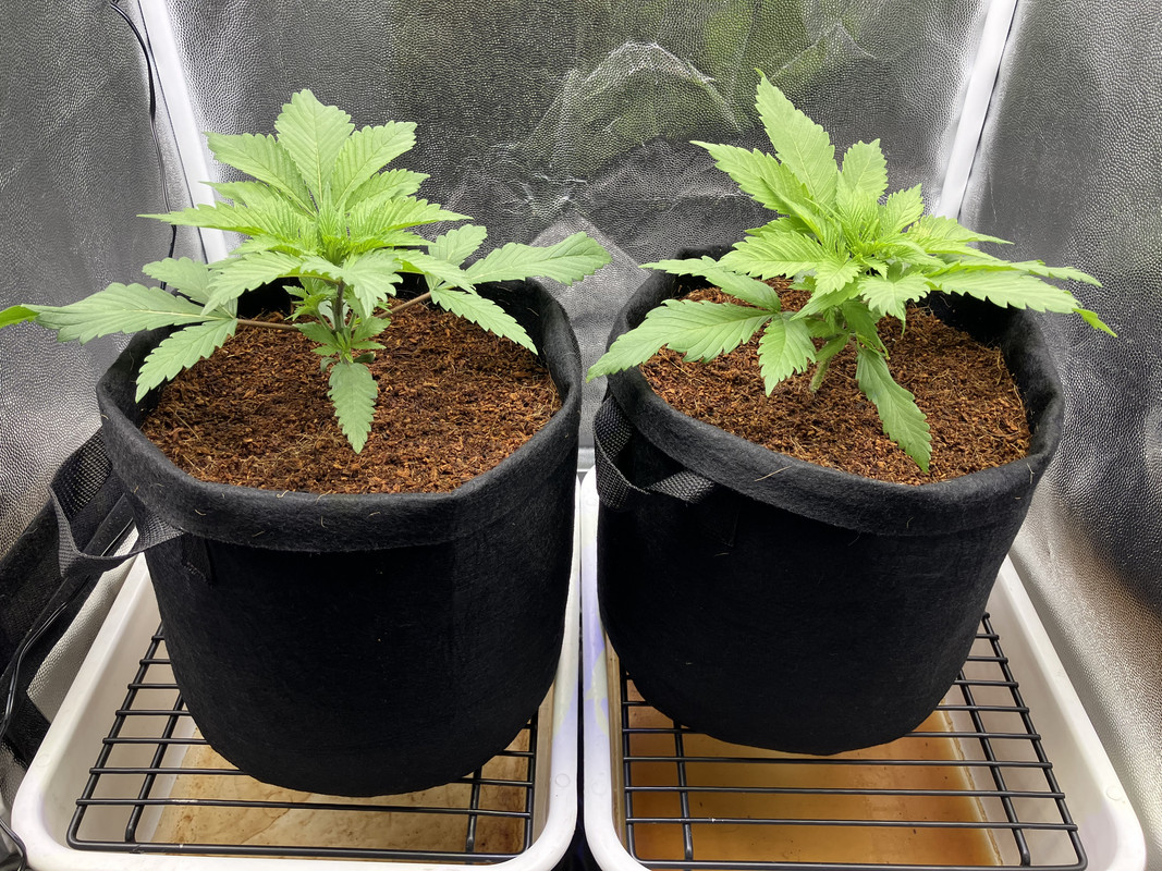 IMG_1294 (marzo 31 2023)