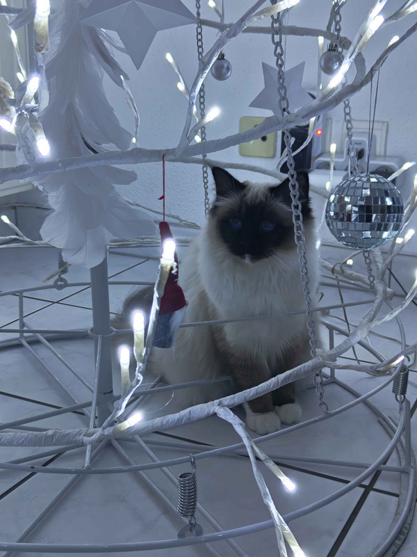 IMG 20251208 192505500