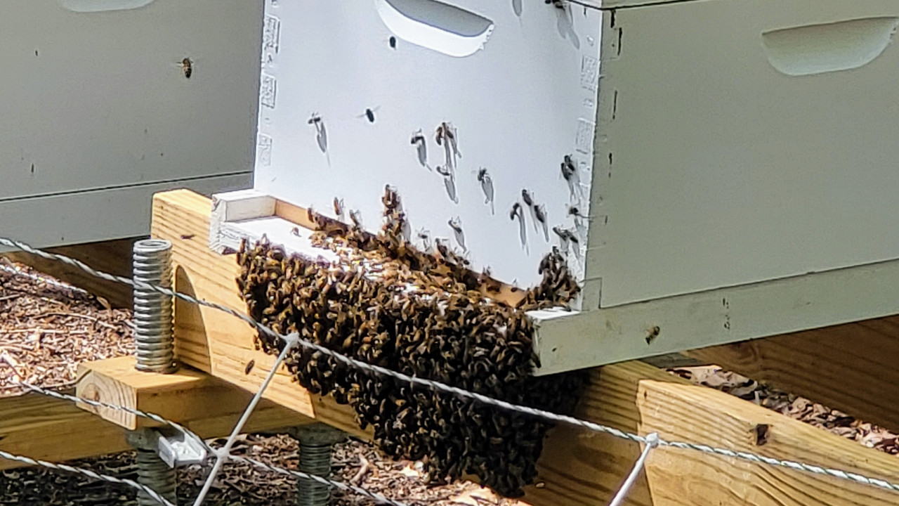 bee beard