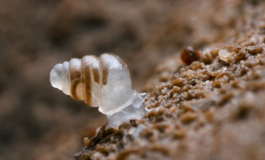 Стеклянная улитка Vitrina pellucida Стеклянная улитка Vitrina pellucida