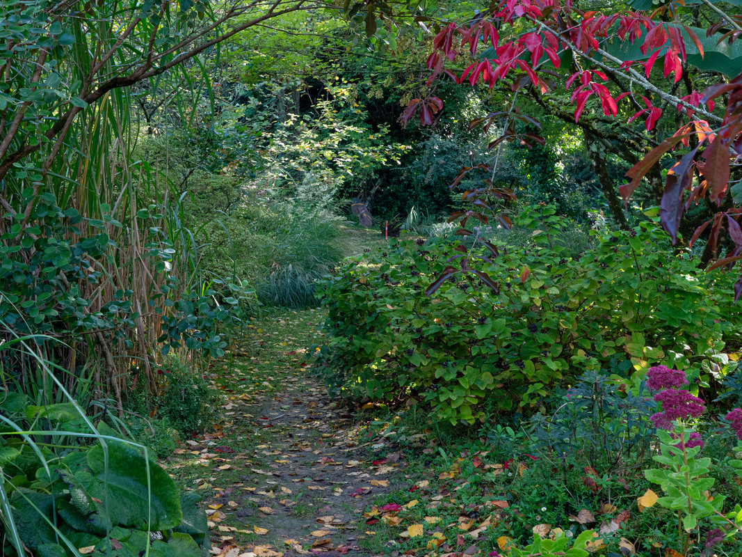 Ensemble de plantes - feuilles rouges