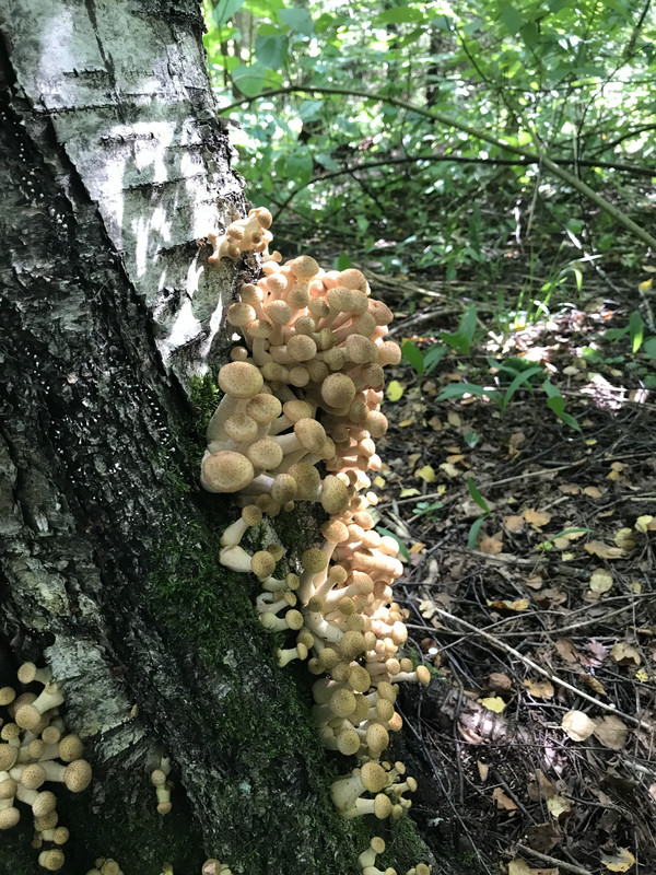 72E6BE30-2A7A-4115-8DB4-0A6E69104490