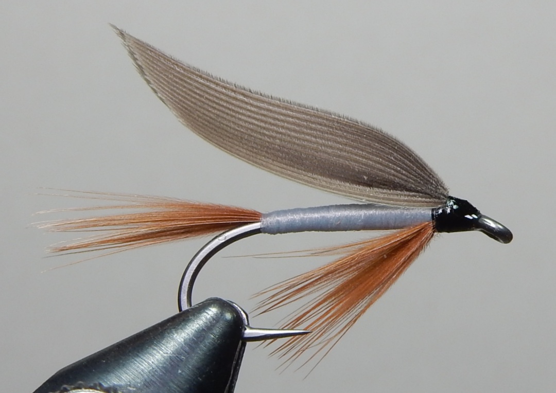 Ash-Fly-1080.jpg