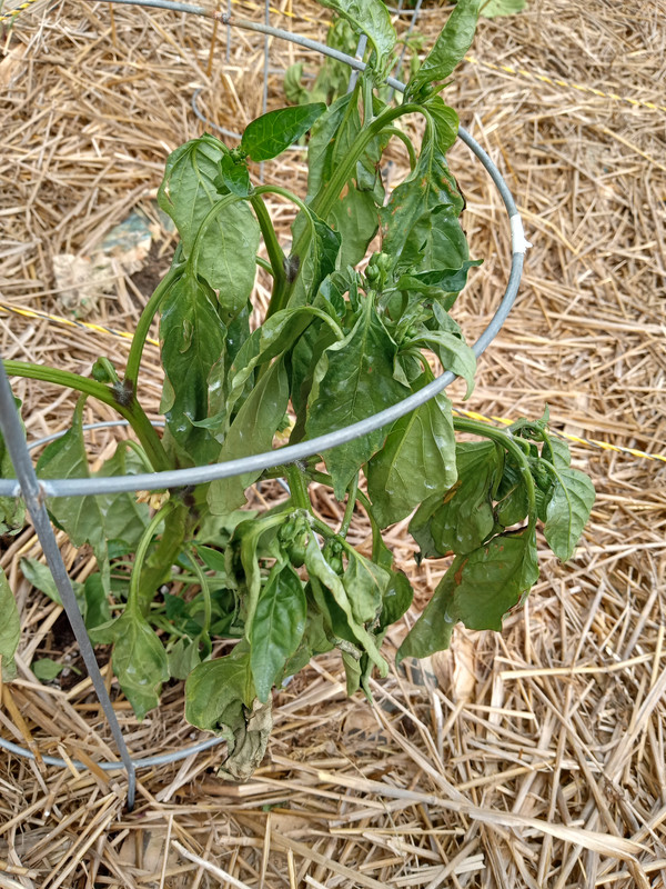 pepper plant drooping 6:30:23