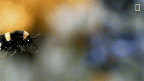 6f5562216aafb5b2cb6f70d931ae90d4.gif