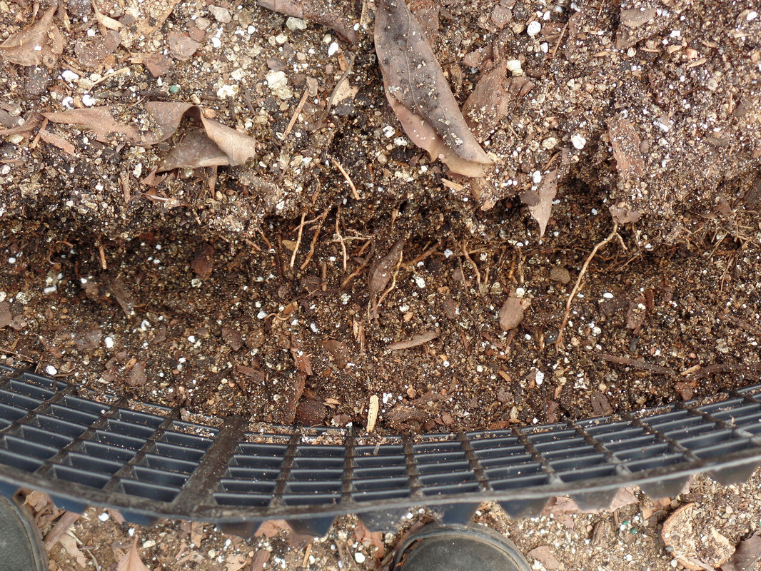 SoilPot#3
