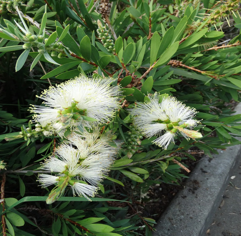 Callistemon White Anzac