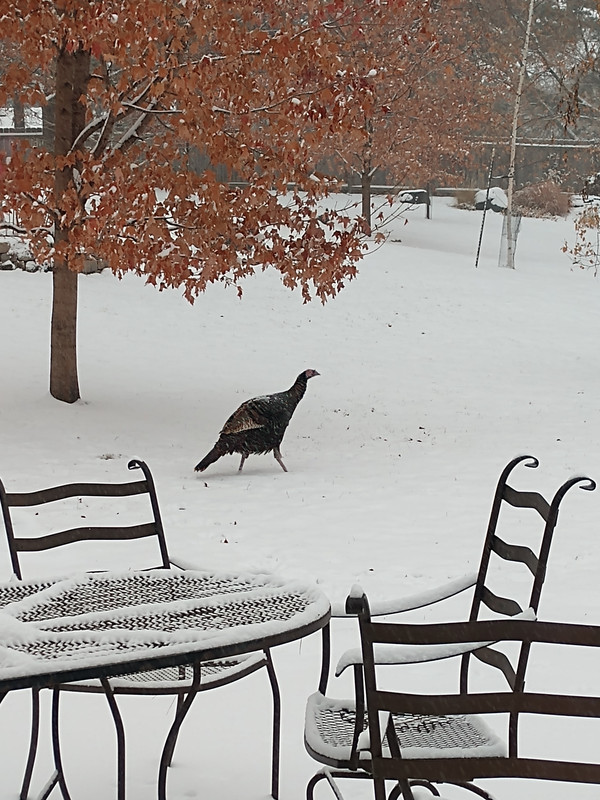 lunchbird